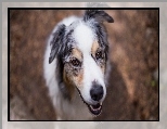 Owczarek australijski, Australian shepherd